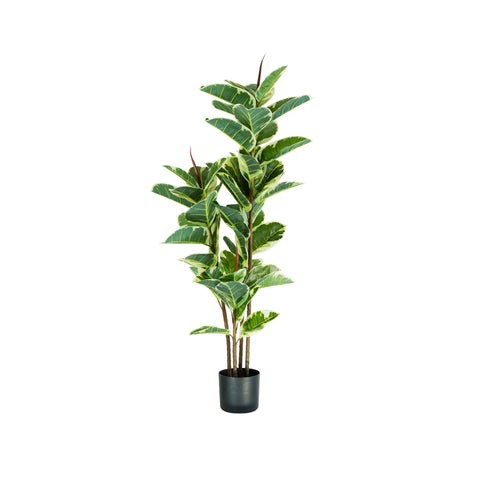 Planta Ficus Elastica em polietileno com 54 folhas e vaso com musgo 145cm