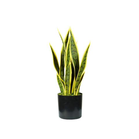 Planta Sansevieria em polietileno com 12 folhas em vaso com musgo 45cm